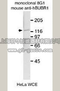merck millipore,默克密理博,MAB3612,Anti-BubR1 Antibody, clone 8G1