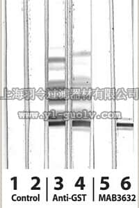 merck millipore,默克密理博,MAB3632,Anti-PPAR gamma 1 and 2 Antibody, phospho-specific (Ser112)