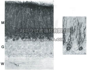 merck millipore,默克密理博,MAB371,Anti-Cranin Antibody, aa572-604 of human sequence, clone 6C1