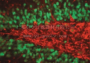 merck millipore,默克密理博,MAB377,Anti-NeuN Antibody, clone A60
