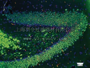 merck millipore,默克密理博,MAB377B,Anti-NeuN Antibody, clone A60, biotin conjugated