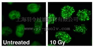 merck millipore,默克密理博,MAB3802,Anti-53BP1 Antibody, clone BP13