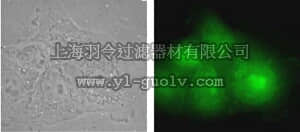 merck millipore,默克密理博,MAB3842,Anti-Heat Shock Protein 25/27 Antibody
