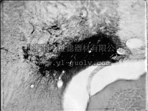 merck millipore,默克密理博,MAB394-250UG,Anti-Dopamine β Hydroxylase-SAP Antibody, clone 4F10.2