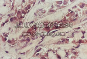 merck millipore,默克密理博,MAB4037,Anti-PTEN Antibody, CT, clone A2b1