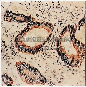 merck millipore,默克密理博,MAB4086,Anti-AFP Receptor Antibody, clone 167H.4