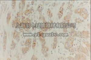 merck millipore,默克密理博,MAB4130,Anti-Thymidylate Synthase Antibody, clone TS106