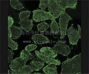 merck millipore,默克密理博,MAB4162,Anti-MDR1 Antibody, extracellular human specific Pgp, clone MM4.17