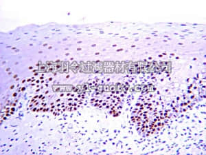 merck millipore,默克密理博,MAB424,Anti-PCNA Antibody, clone PC10