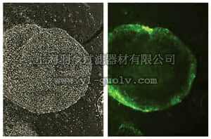 merck millipore,默克密理博,MAB4301,Anti-Stage-Specific Embryonic Antigen-1 Antibody, clone MC-480