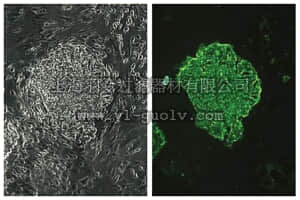 merck millipore,默克密理博,MAB4304,Anti-Stage-Specific Embryonic Antigen-4 Antibody, clone MC-813-70