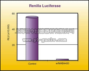 merck millipore,默克密理博,MAB4400,Anti-Renilla Luciferase Antibody, clone 5B11.2