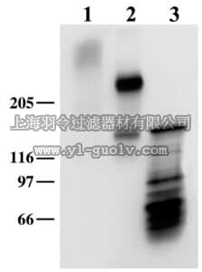 merck millipore,默克密理博,MAB5234,Anti-Neurocan Antibody