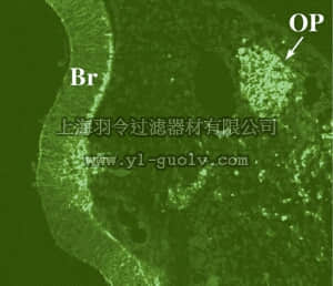 merck millipore,默克密理博,MAB5240,Anti-Phosphacan Antibody