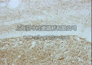 merck millipore,默克密理博,MAB5266,Anti-Neurofilament 200 kDa Antibody, clone N52