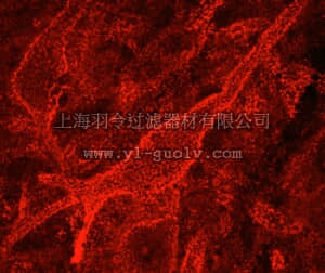 merck millipore,默克密理博,MAB5284,Anti-Chondroitin Sulfate Proteoglycan Antibody, Brain (core protein), clone Cat-301