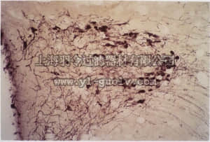merck millipore,默克密理博,MAB5296,Anti-Oxytocin Antibody, clone 4G11