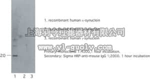 merck millipore,默克密理博,MAB5320,Anti-Synuclein α Antibody, clone 7B12.2