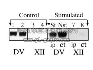 merck millipore,默克密理博,MAB5324,Anti-Polysialic Acid-NCAM Antibody, clone 2-2B