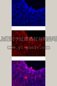 merck millipore,默克密理博,MAB5352,Anti-Notch 1 Antibody, clone mN1A