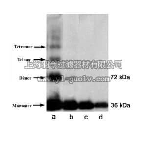 merck millipore,默克密理博,MAB5356,Anti-Rhodopsin Antibody, CT, last 9 amino acids, clone Rho 1D4