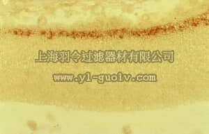 merck millipore,默克密理博,MAB5364,Anti-Reelin Antibody, a.a. 164-496 mreelin, clone G10