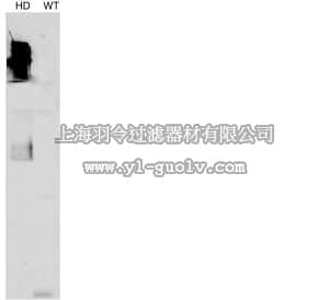 merck millipore,默克密理博,MAB5374,Anti-Huntingtin Protein Antibody, clone mEM48