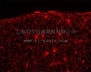 merck millipore,默克密理博,MAB5384,Anti-NG2 Chondroitin Sulfate Proteoglycan Antibody