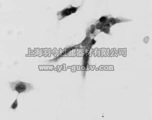 merck millipore,默克密理博,MAB5386,Anti-Nerve Growth Factor Receptor (p75) Antibody, clone ME20.4