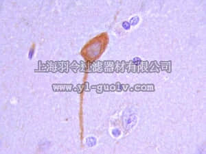 merck millipore,默克密理博,MAB5406,Anti-GAD67 Antibody, clone 1G10.2