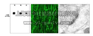 merck millipore,默克密理博,MAB5416,Anti-Glutamate Receptor 3 Antibody, clone 3B3