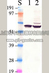 merck millipore,默克密理博,MAB5428,Anti-Retinal Pigment Epithelium 65 Antibody