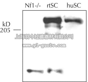 merck millipore,默克密理博,MAB5438,Anti-Neurofibromin Antibody