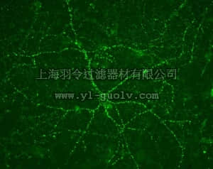 merck millipore,默克密理博,MAB5502,Anti-Vesicular Glutamate Transporter 1 Antibody