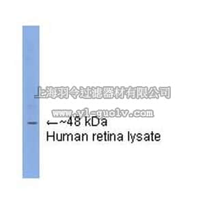 merck millipore,默克密理博,MAB5580,Anti-Arrestin Antibody, visual