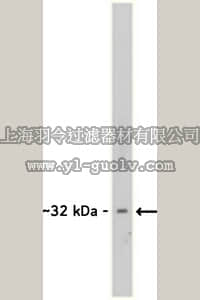 merck millipore,默克密理博,MAB5622,Anti-Secretagogin Antibody