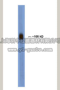 merck millipore,默克密理博,MAB5468,Anti-Vasoactive Intestinal Peptide Receptor 1 Antibody