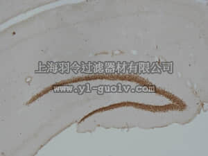 merck millipore,默克密理博,MAB5654,Anti-Prox1 Antibody, clone 4G10