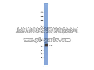 merck millipore,默克密理博,MAB5680,Anti-Myelin Oligodendrocyte Glycoprotein (MOG) Antibody