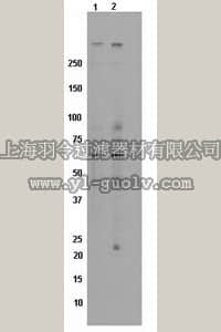 merck millipore,默克密理博,MAB5768,Anti-Chromogranin A Antibody, clone 2B9.2