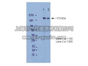 merck millipore,默克密理博,MAB5778,Anti-NMDAR2B Antibody, CT