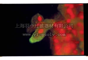merck millipore,默克密理博,MAB8256,Anti-Influenza A Antibody, H1N1 Antigen, clone 9B3.2