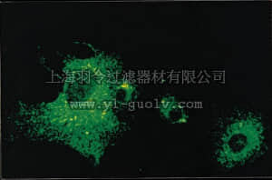 merck millipore,默克密理博,MAB834-1,Anti-Parainfluenza 1 Antibody, clone 251/12A