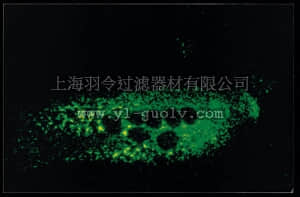 merck millipore,默克密理博,MAB855-1,Anti-Parainfluenza 3 Antibody, clone 240/12D