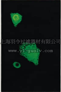 merck millipore,默克密理博,MAB8671,Anti-Influenza B Antibody, Core, clone 22D5-12-13