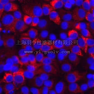merck millipore,默克密理博,MAB8691,Anti-Hepatitis C Virus Antibody, helicase domain NS3