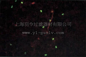 merck millipore,默克密理博,MAB8770,Anti-Cytomegalovirus Antibody, pp65, clone 12D10