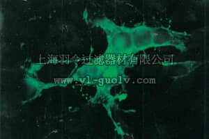 merck millipore,默克密理博,MAB8910,Anti-Measles Blend Antibody, matrix protein, clones CV8, CV9