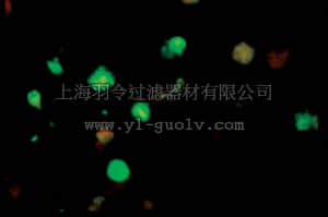merck millipore,默克密理博,MAB946,Anti-Coxsackievirus B2 Antibody, clone 301-4A-4H-9C