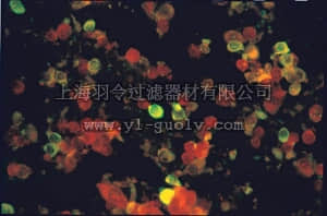 merck millipore,默克密理博,MAB9670,Anti-Echovirus Blend Antibody, blend of sixs